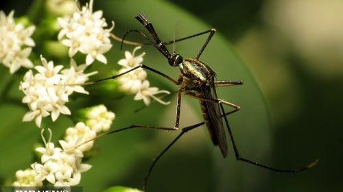 عکس پشه خون خوار