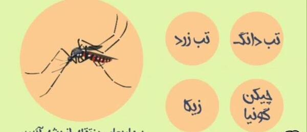 عکس پشه خون خوار