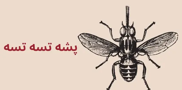 عکس پشه خون خوار