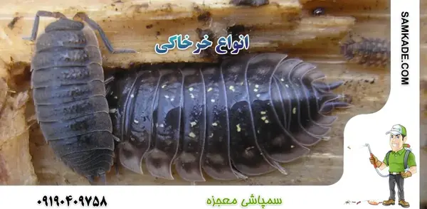 عکس پشه خون خوار