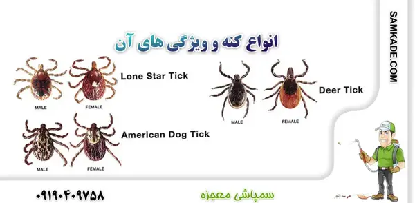 عکس پشه خون خوار