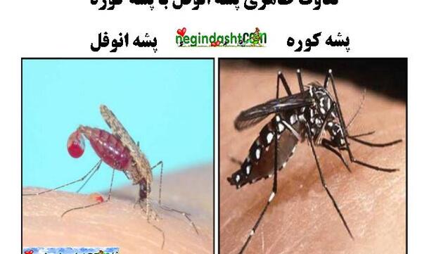 عکس پشه خون خوار