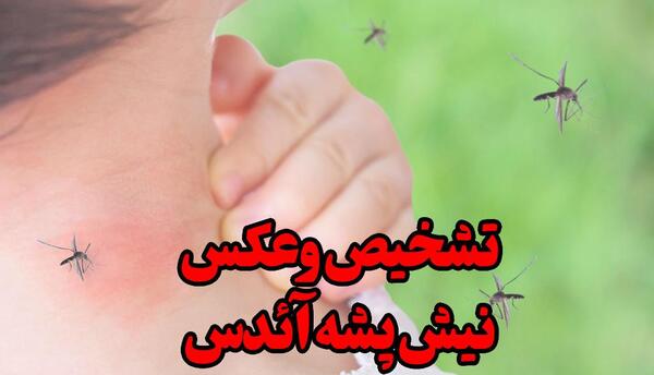 عکس نیش پشه دراکولا
