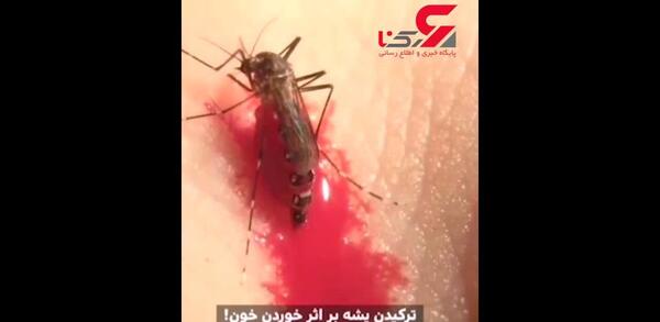 عکس پشه خونی