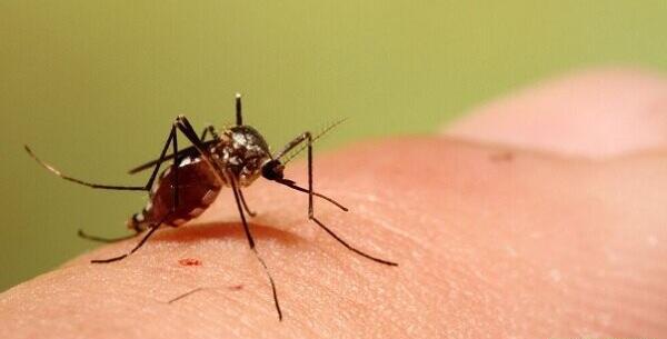 عکس پشه خیلی خطرناک