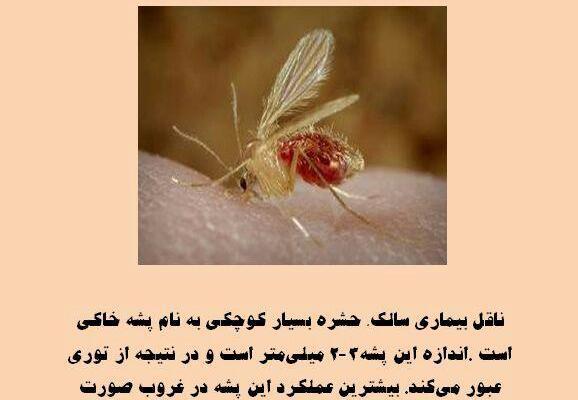 عکس از پشه خاکی