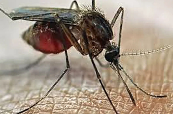عکس از پشه خاکی
