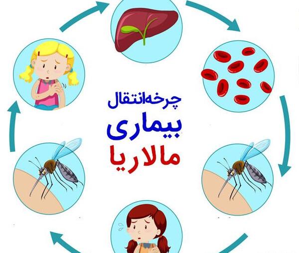 عکس گزیدگی پشه مالاریا