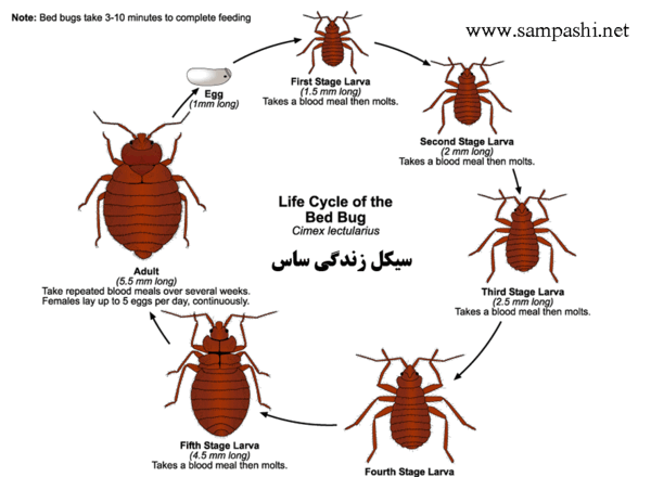 عکس پشه ساس در خانه