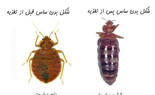 عکس پشه ساس در خانه