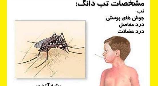 عکس حشره پشه