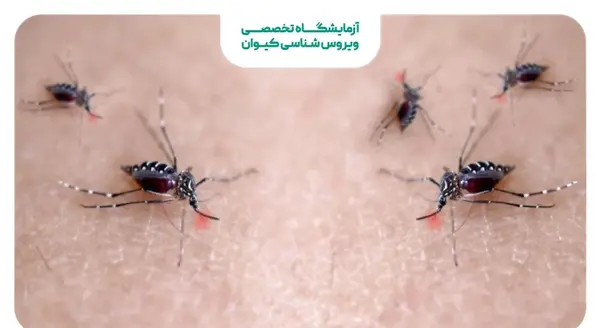 عکس پشه کشنده جدید در ایران