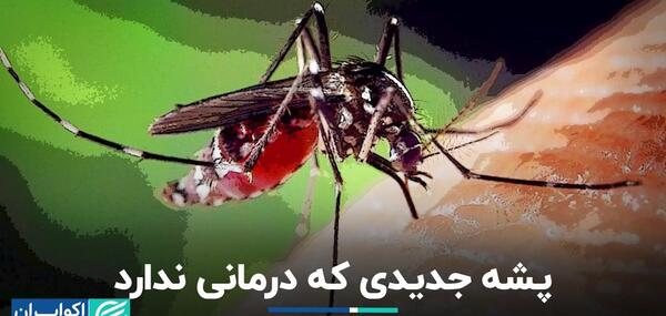 عکس پشه کشنده جدید در ایران