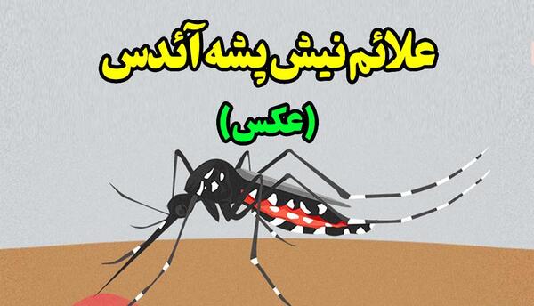 عکس پشه کشنده در ایران