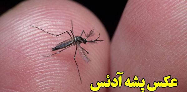 عکس پشه کشته شده