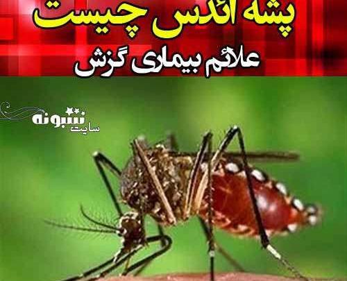 عکس پشه کشته شده