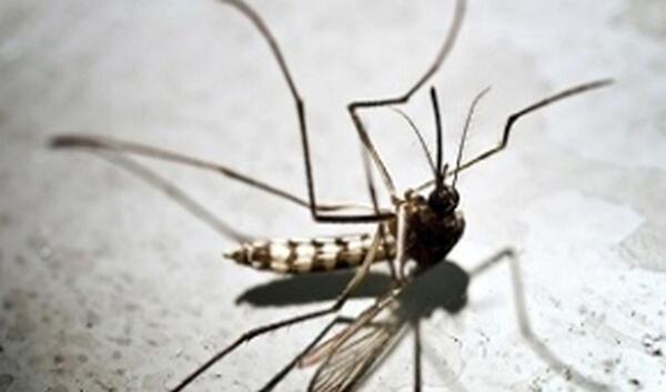 عکس پشه کوره معمولی