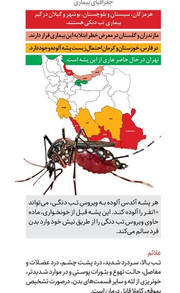 عکس پشه ائدس بوشهر