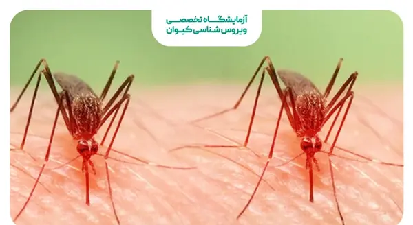 عکس پشه ائدس بوشهر