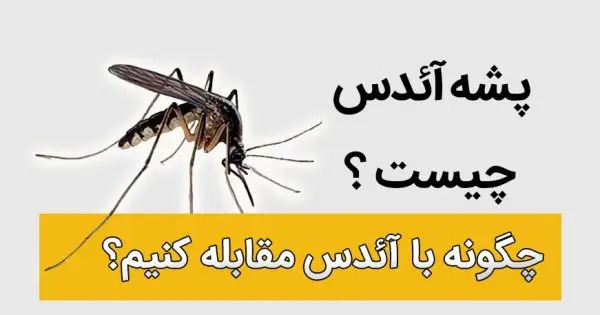 عکس پشه ائدس بوشهر