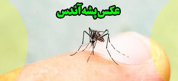 عکس پشه آئدس از دور