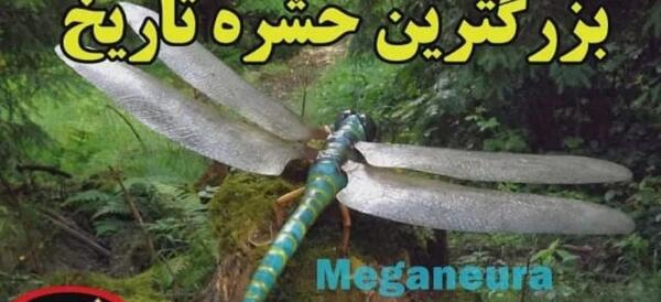 عکس بزرگترین پشه در جهان