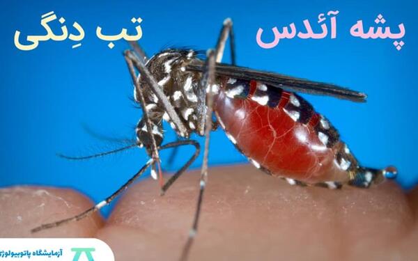 عکس پشه آئدس تب دنگی