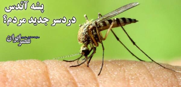 عکس پشه آئدس چیست