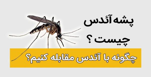 عکس پشه آئدس چیست