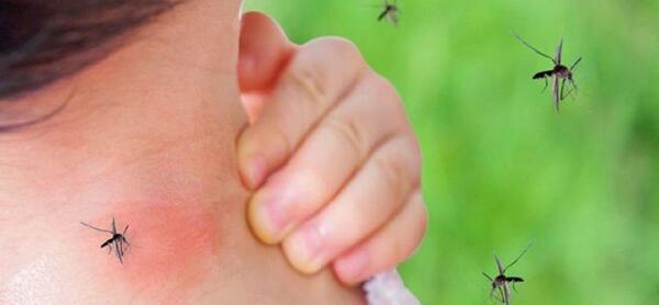 عکس پشه ای که باعث مرگ میشود
