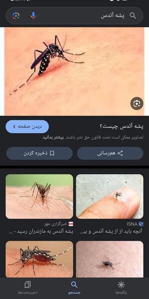 عکس پشه برای پروفایل