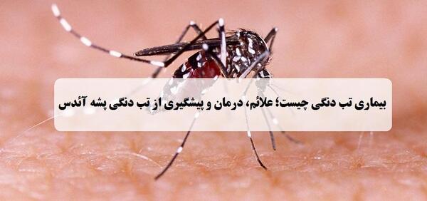 عکس پشه ای که باعث تب دنگی میشه