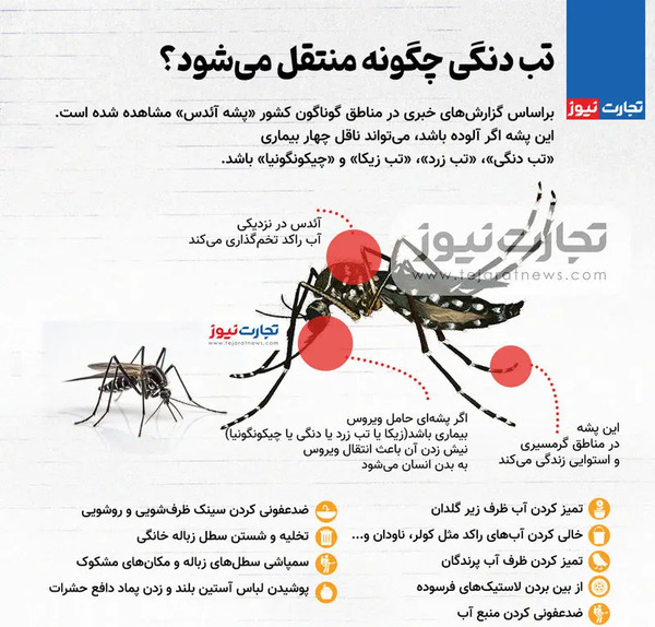 عکس پشه دنگی در ایران