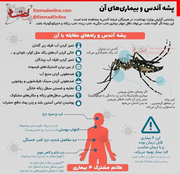 عکس پشه سمی در ایران