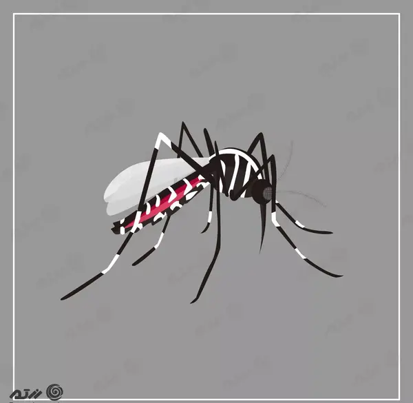 عکس انواع پشه آئدس