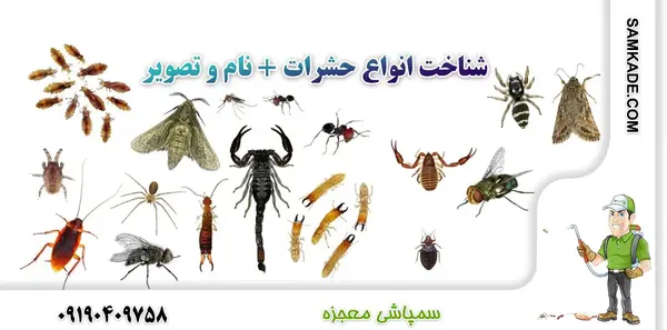 عکس انواع نیش پشه