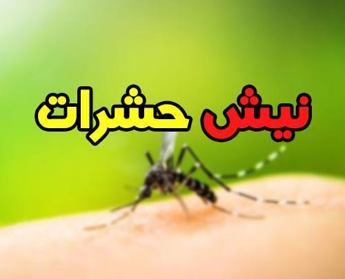 عکس از انواع پشه