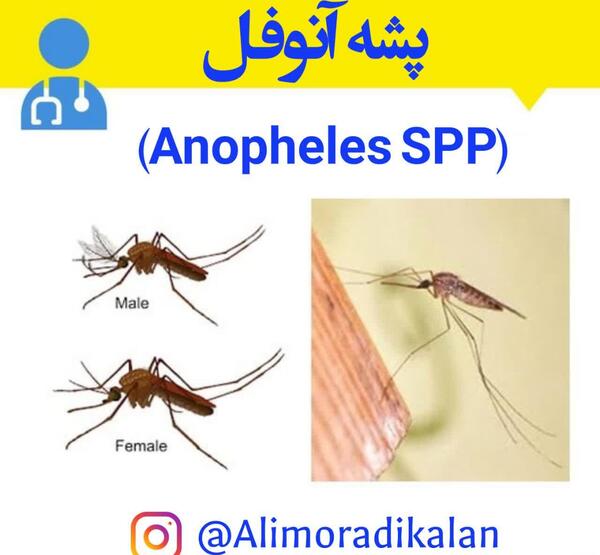 عکس از انواع پشه