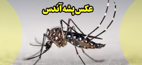 عکس پشه آئدس کوچک