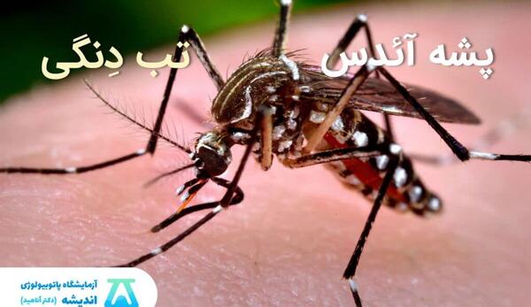 عکس پشه دنگی از نزدیک