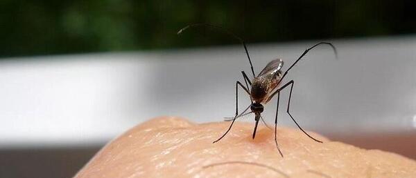 عکس صورت پشه کوره
