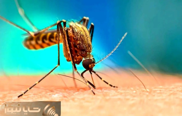 عکس صورت پشه کوره