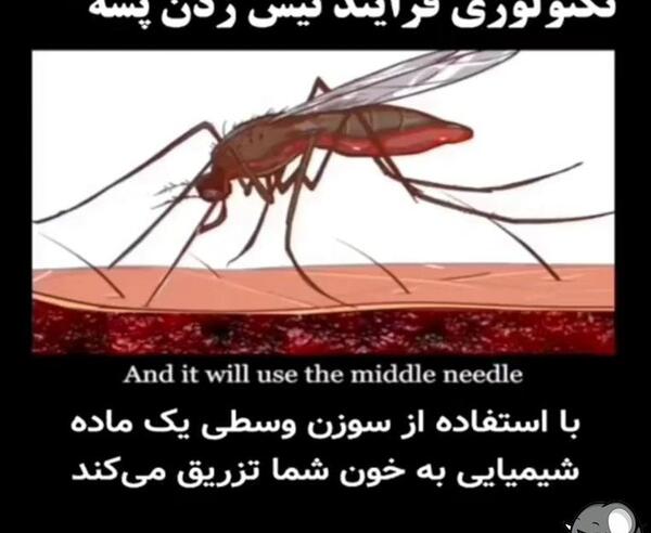 عکس صورت پشه کوره