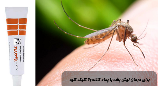 عکس جای نیش پشه کوره