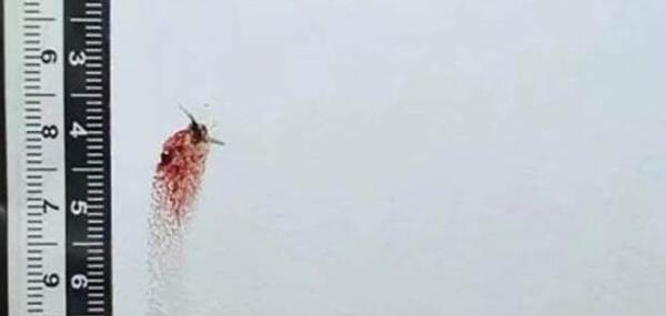 عکس پشه کشتن
