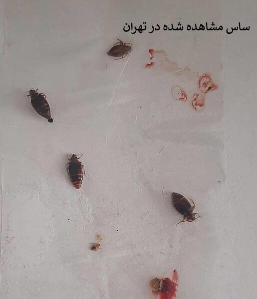 عکس نیش پشه ساس