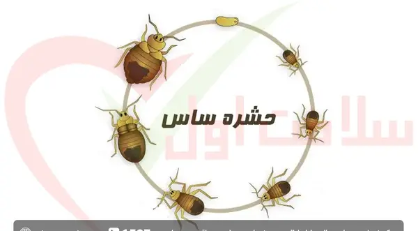 عکس نیش پشه ساس