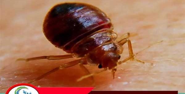 عکس نیش پشه ساس