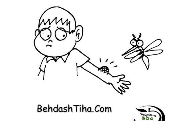 دانلود عکس پشه سالک
