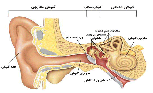 عکس داخل گوش عفونت کرده